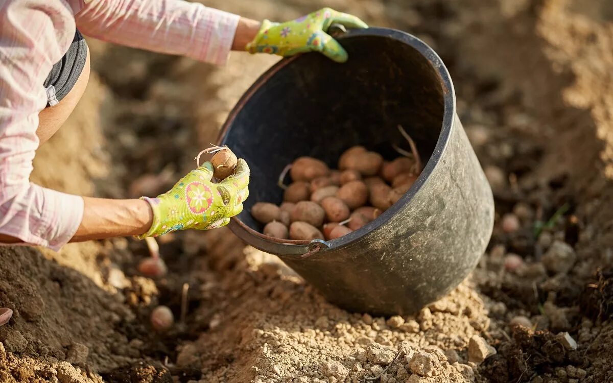 Почва для посадки картофеля весной. Посадка картофеля. Сажать картошку. Посадка картошки. Посадка урожая.