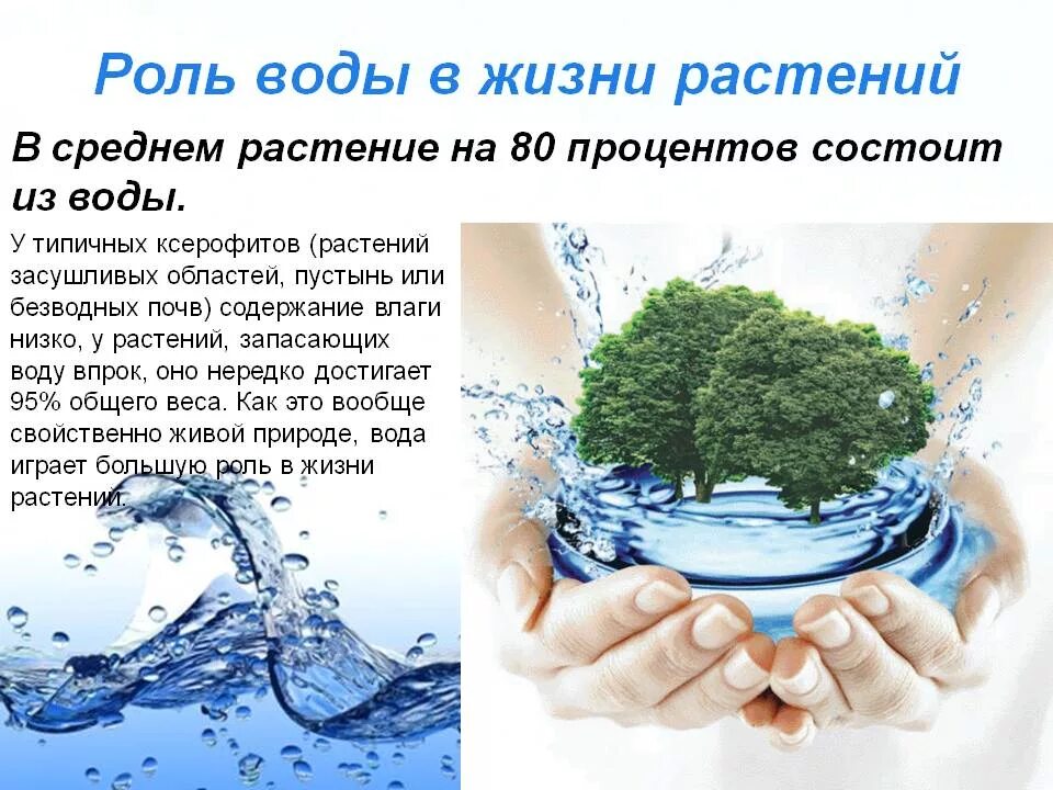 Конспект вода значение. Роль воды в жизни растений. Вода источник жизни растений. Значение воды для растений. Значение воды в жизни растений.