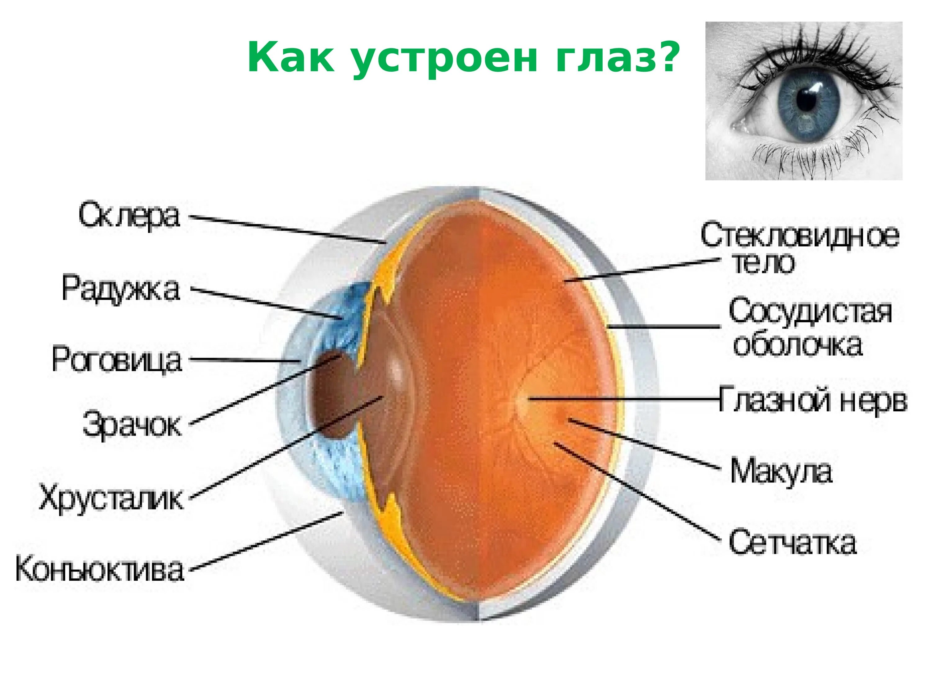 Радужка оболочка глазного яблока. Строение глаза. Структура глаза. Внешнее строение глаза. Зрачок какая структура