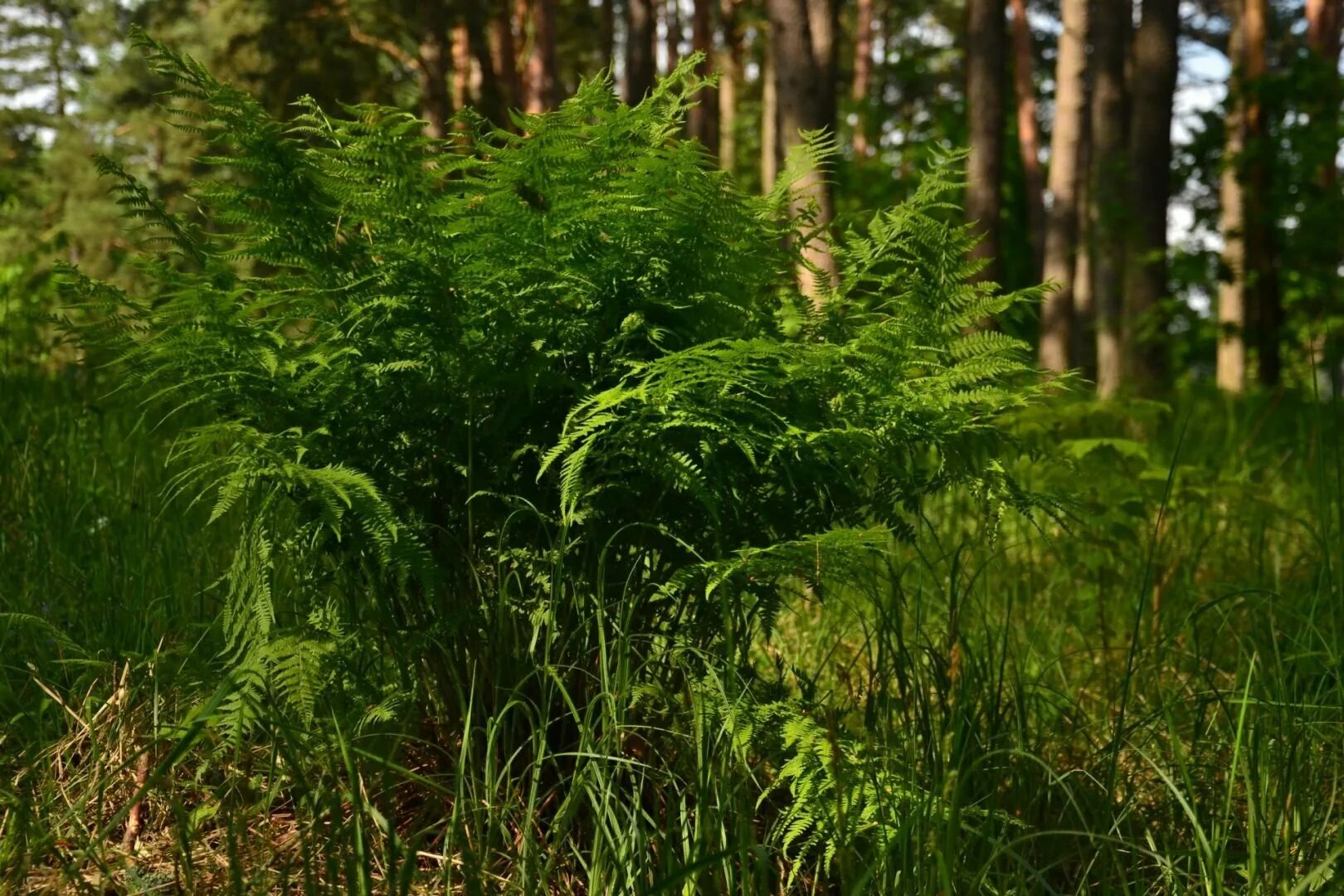 Щитовник лесной мох. Папоротниковый мох. Щитовник мох. Мхи лишайники папоротники. Папоротниковый мох щитовник.