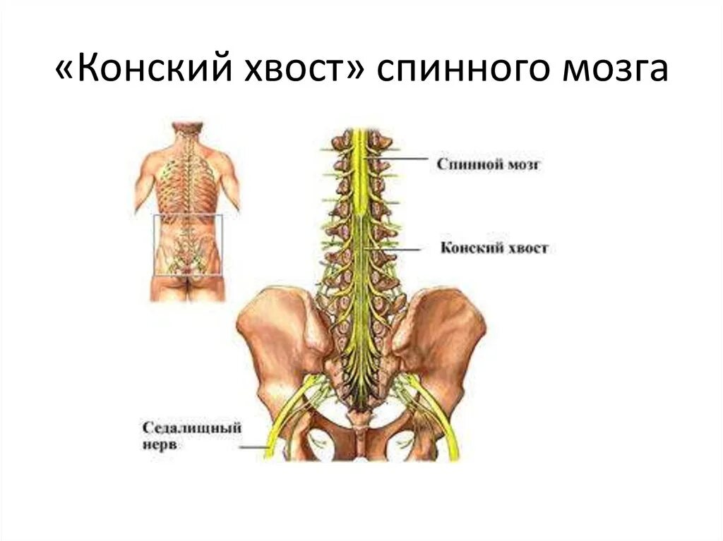 Корешки поясницы. Конский хвост спинного мозга. Спинной мозг строение конский хвост. Корешки спинного мозга конский хвост. Схема спинного мозга конский хвост.