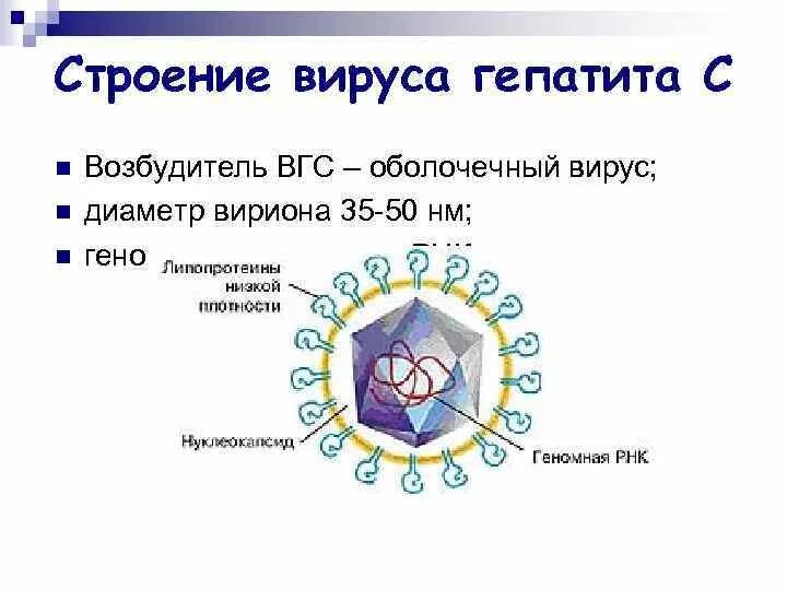 Вирусы строение значение. Вирус гепатита g строение. Вирус гепатита а строение вируса. Вирус гепатита а схема. Вирус гепатита g микробиология строение.