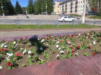 Цветы сыктывкар