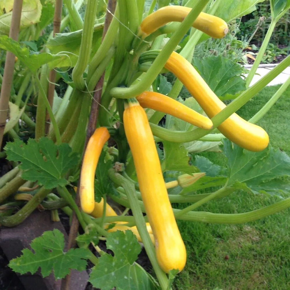 Long Necked Butternut Squash Planting Vegetables, Herbs, Tropical Fruits
