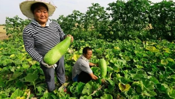 Сх китайски. Китайцы сельское хозяйство. Сельское хозяйство Китая 1980. Земледелие китайцев. Китайцы на Дальнем востоке сельское хозяйство.