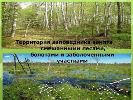 Завидовский государственный заповедник расположен