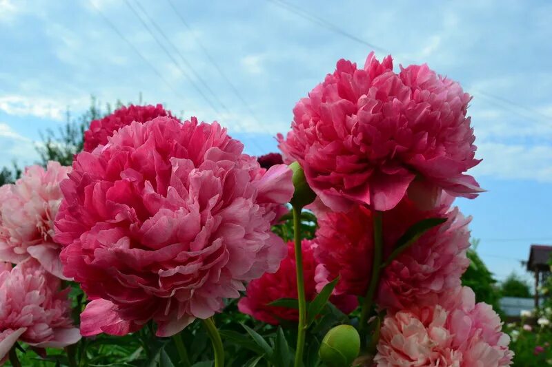 пион комманд перформанс. пион молочноцветковый "command performance". пион молочноцветковый комманд перфоманс. пион комманд перформанс. пион команд перфоманс описание.