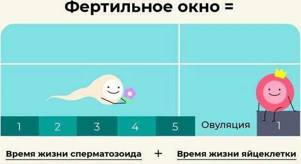 Когда начинается овуляция и сколько длится