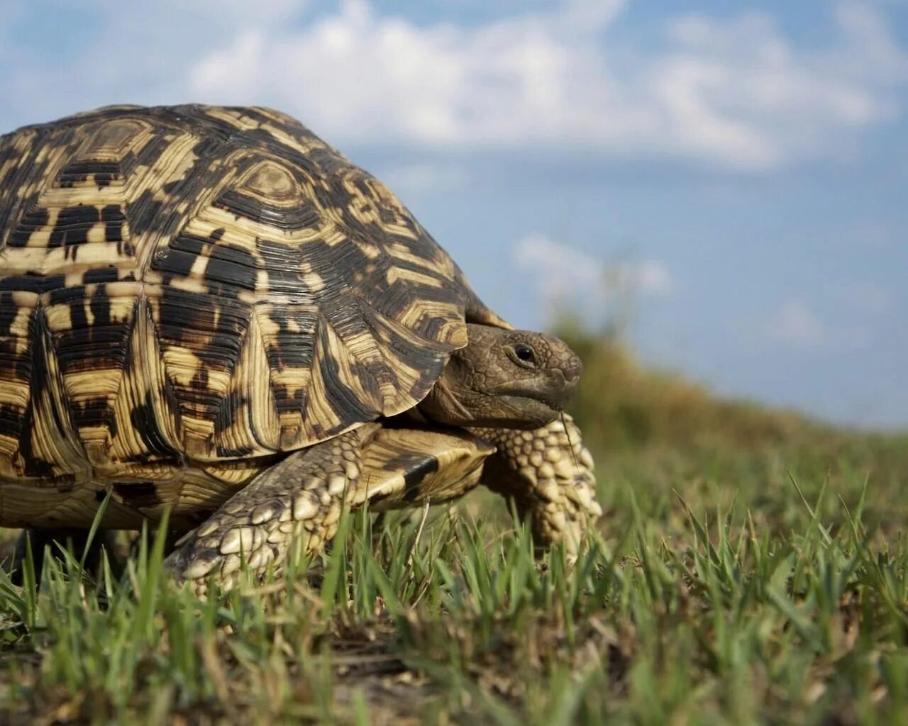 Leopard tortoise