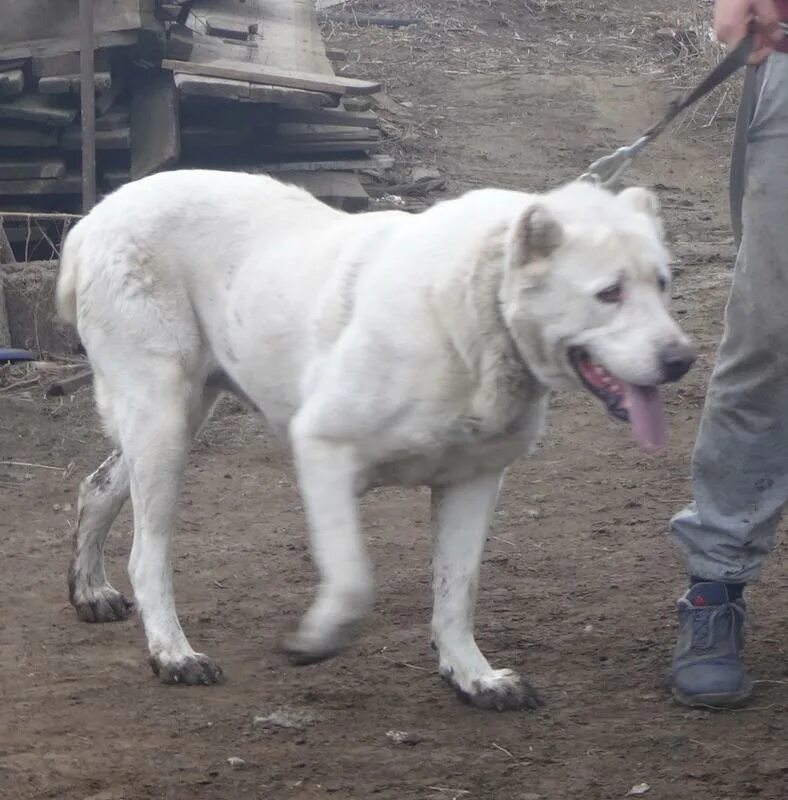 Кошара карачаево черкесия. Басхан парий волкодав. Собаки кчр. Басхан парий волкодав. Собаки кчр.