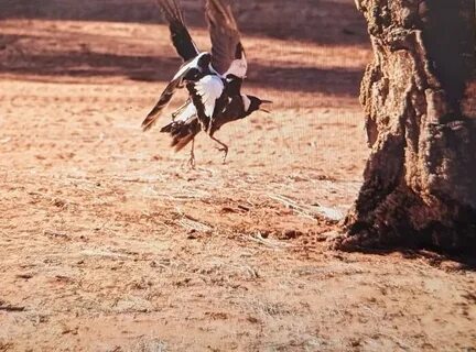 Сфотографируйте 2 птиц геншин