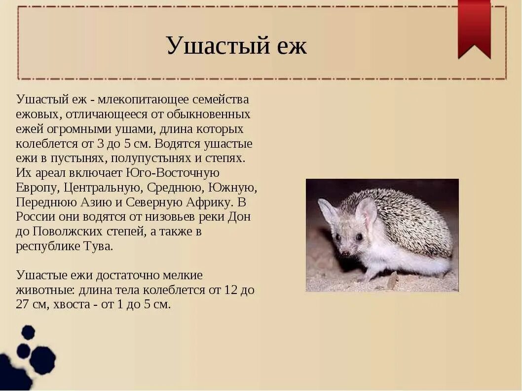 Еж ушастый почему занесен в красную книгу. Ушастый ежик красная книга ростовской области. красная книга ушастый еж для детей описание. ушастый ёж красная книга ростовской области. красная книга ростовской области животные еж ушастый.