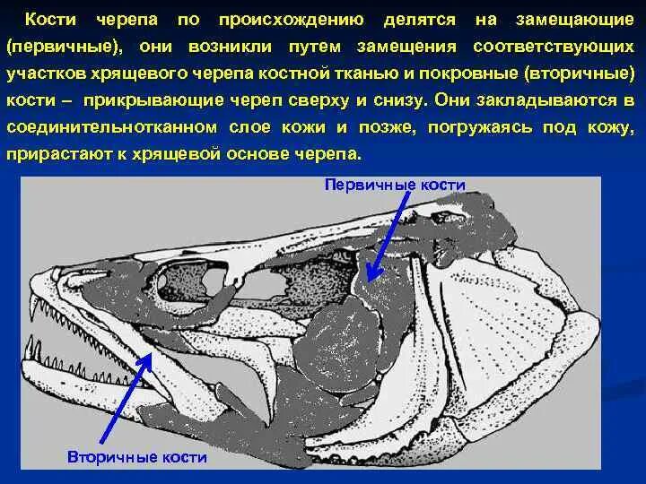 Замещающие и покровные кости черепа. Висцеральный скелет костистой рыбы. Череп костных рыб замещающие и покровные кости. Висцеральный череп костных рыб.