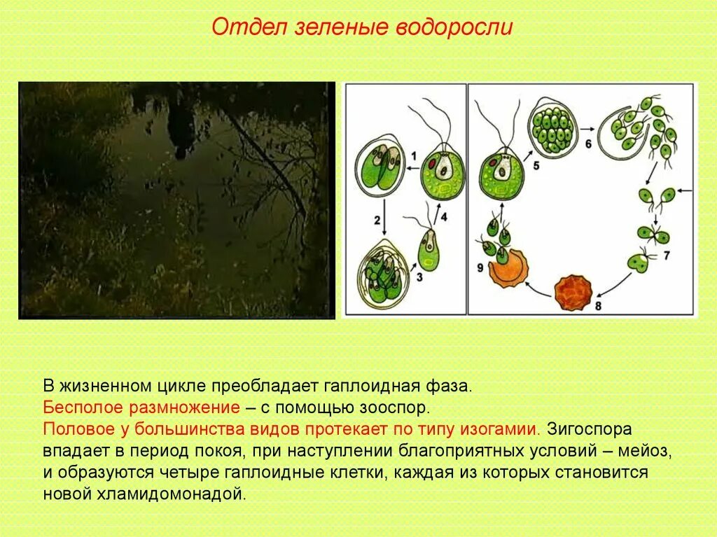 Признаки водорослей 5. Общая характеристика водорослей. Основные отделы водорослей. Характеристика отделов водорослей. Характеристика отдела зеленые водоросли.