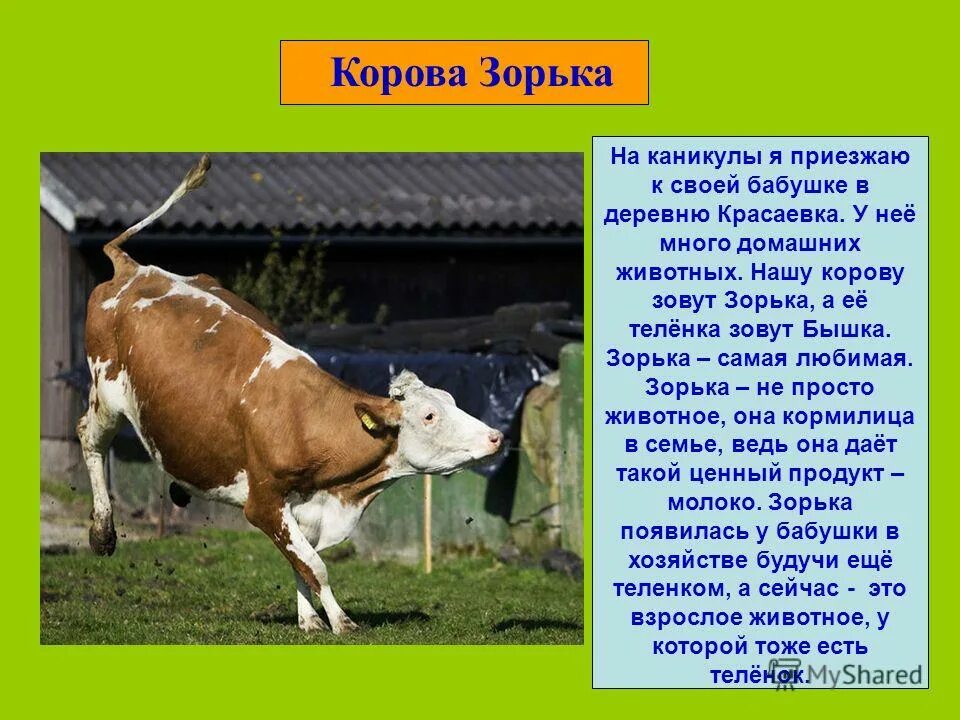 Корова урок 5 класс. Доклад про корову. Сообщение о корове. Рассказ о корове. Информация о домашних сельскохозяйственных животных.