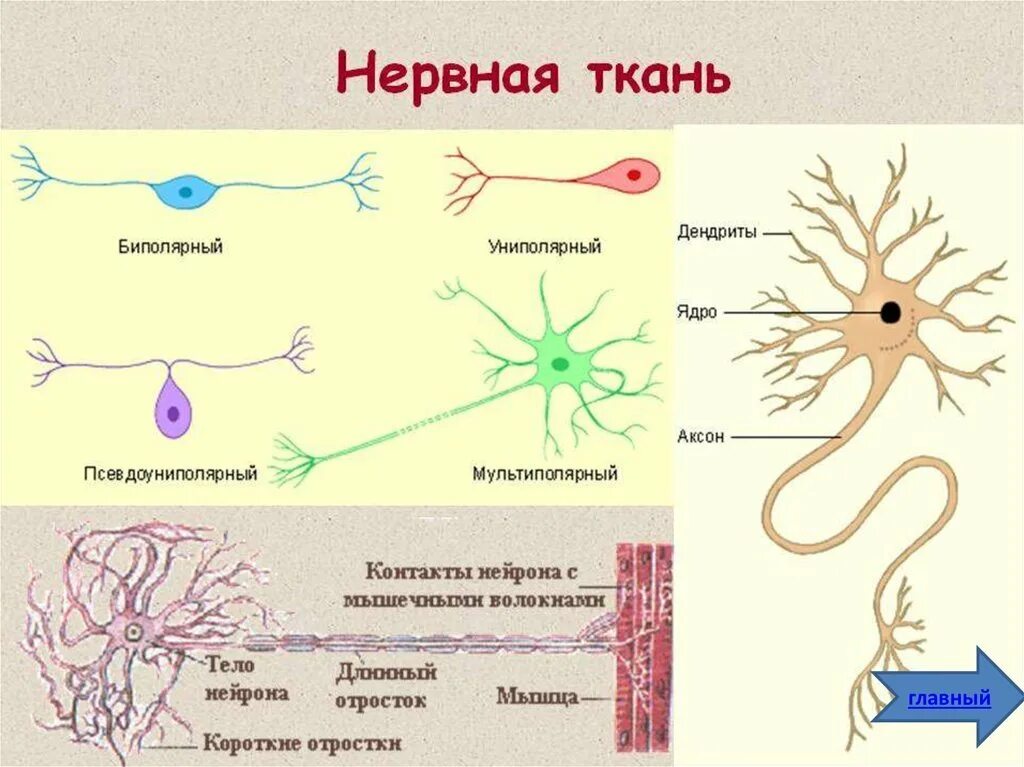 Какие органы образует нервная ткань. Строение нервной ткани человека. Строение нервной ткани животных. Строение клетки нервной ткани. Форма клеток нервной ткани у человека.