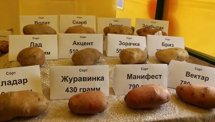 Сорт картофеля "Баярскі" - YouTube