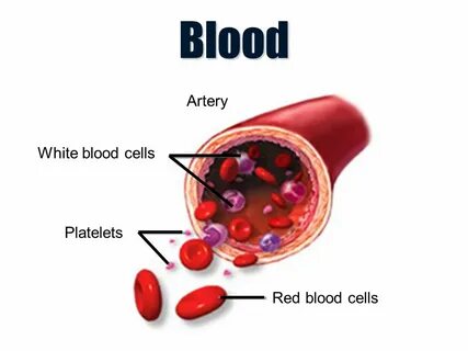 Blood cells am