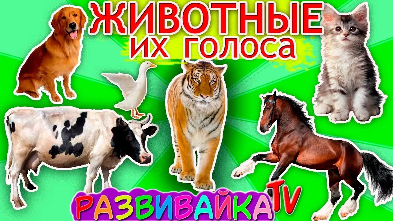 Голос зверей и птиц