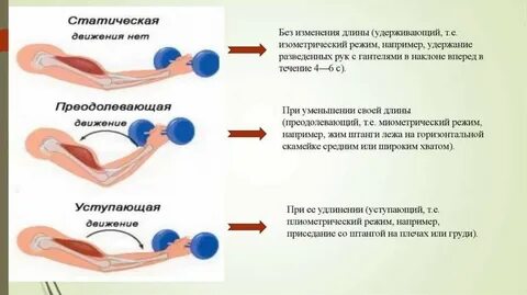 Динамическое и статическое сокращение мышц