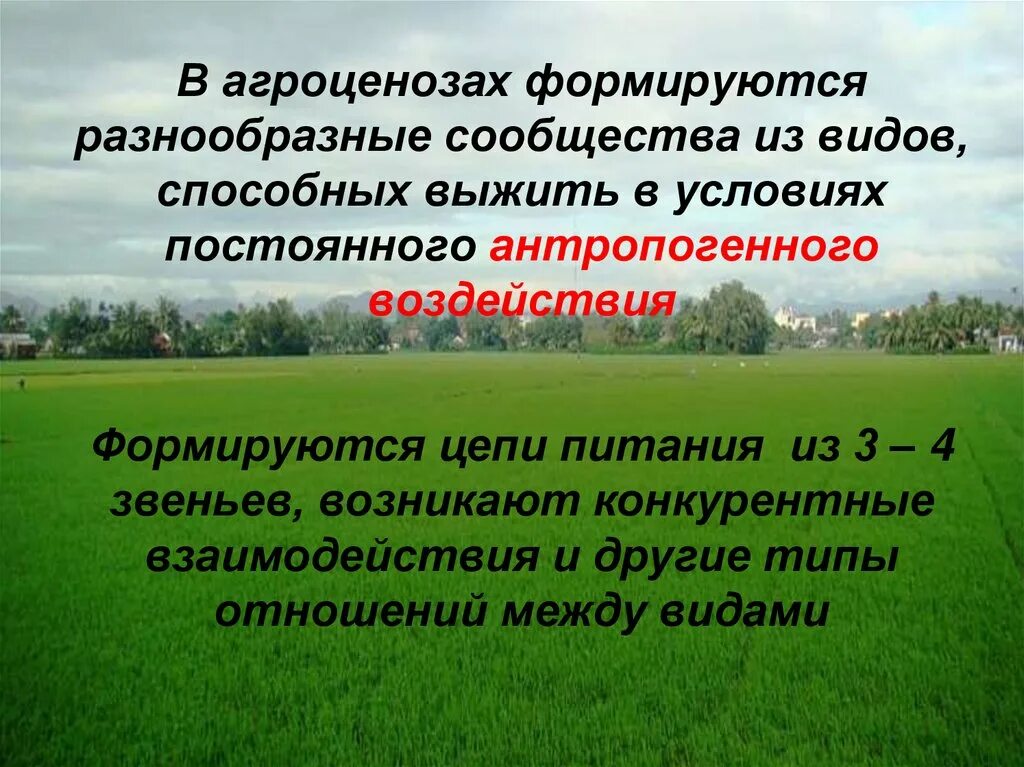 В агроценозе незамкнутый круговорот. Агроценоз это в экологии. Агроценозы и агроэкосистемы. Агроценоз и агроэкосистема презентация. Пищевая цепь агроценоза.