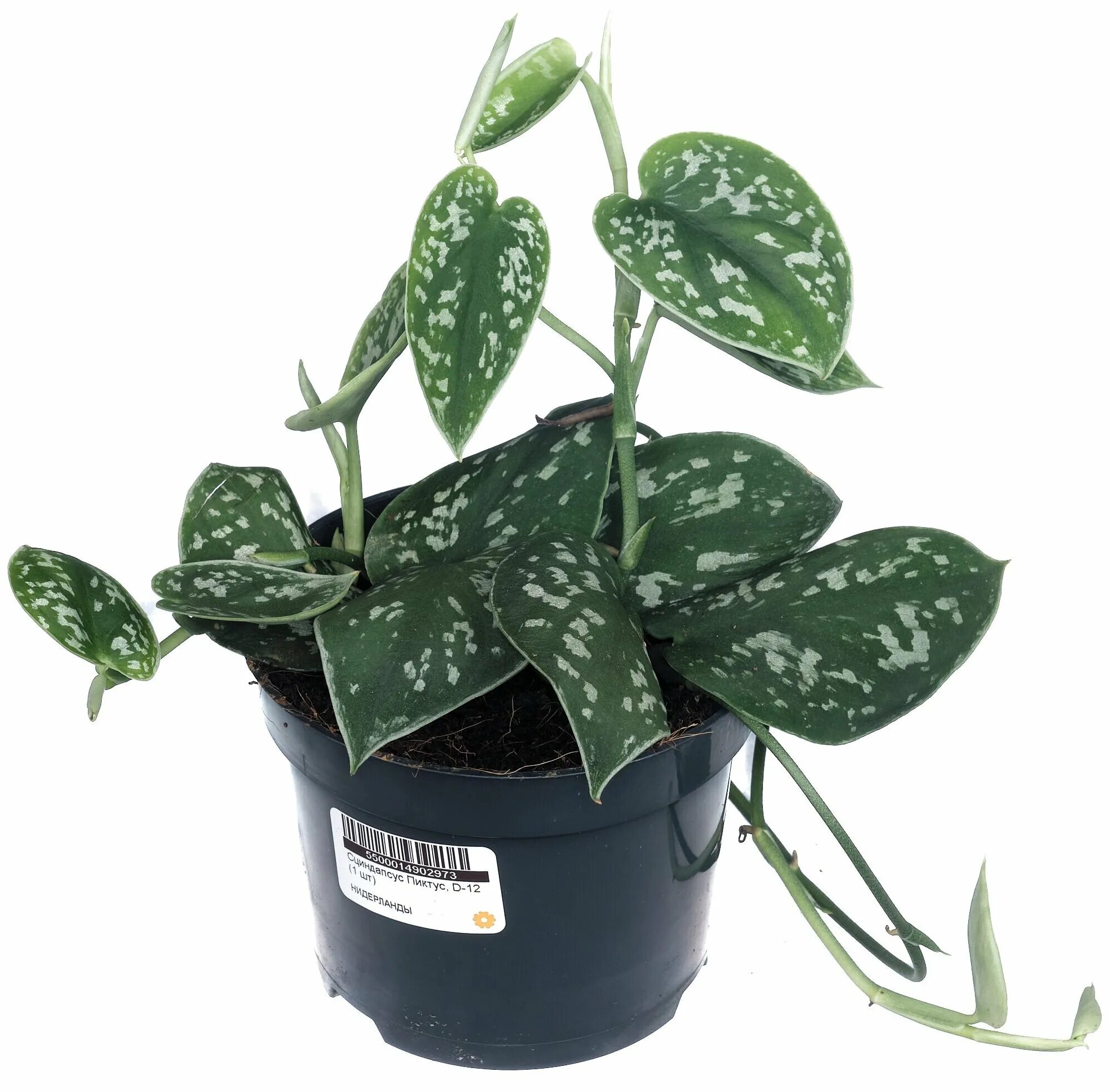 сциндапсус пиктус сильвер анна. сциндапсус siamensis. сциндапсус пиктус аргиреус. сциндапсус пиктус фото. сциндапсус пиктус пятнистый.