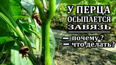 Опадают завязи у перцев что делать