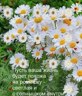 Пусть твоя жизнь будет похожа