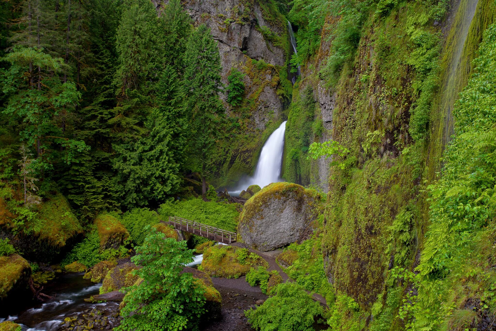 Tree falls