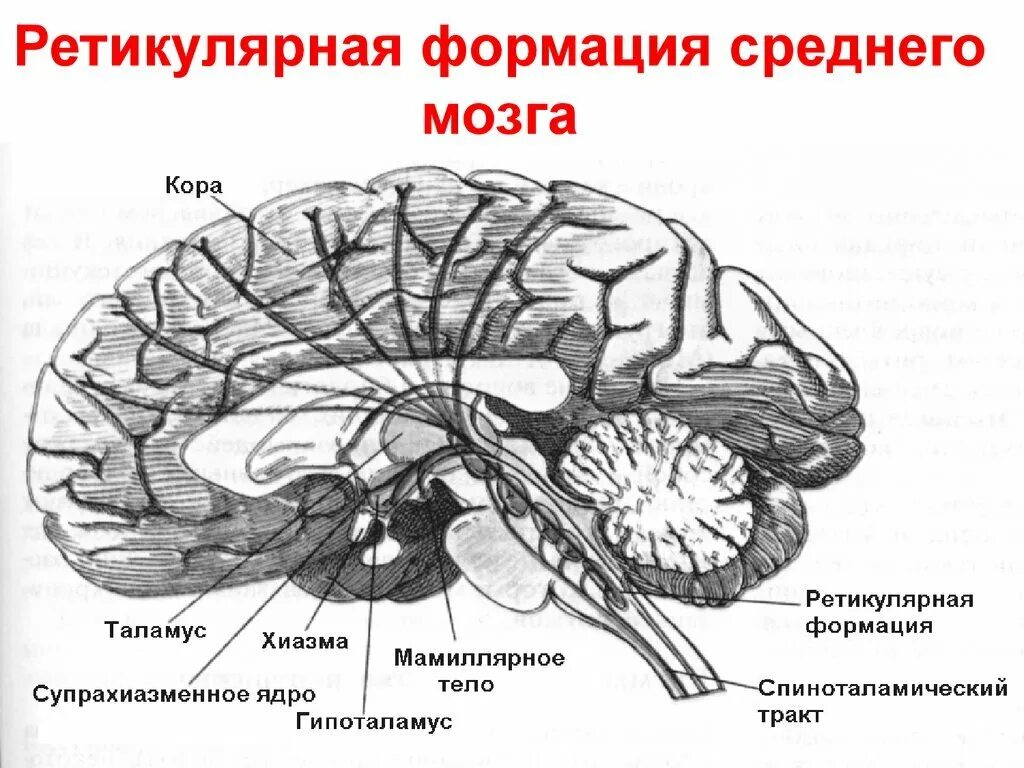 Ретикулярная формация в структуре мозга. Ретикулярная формация головного мозга схема. Средний мозг ретикулярная формация. Ретикулярная формация строение и функции.