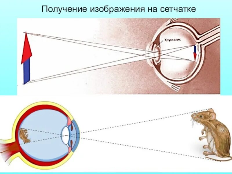 Какое изображение появляется на сетчатке глаза