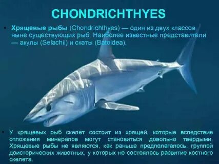 Акула относится к хрящевым рыбам