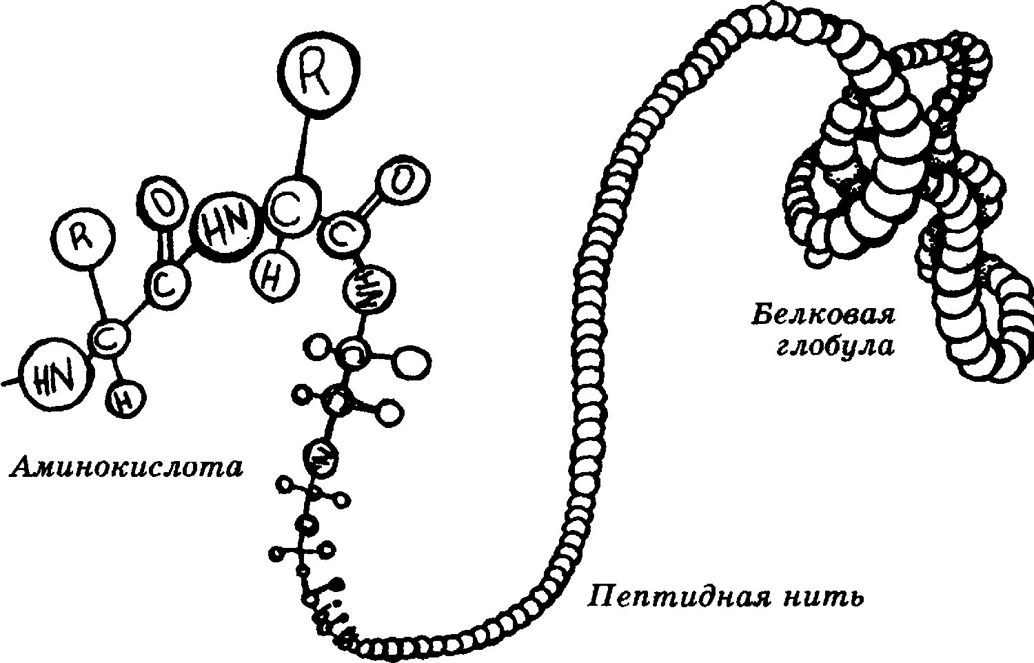 Форма глобулы белка. Глобулярная структура белка. Белковая глобула. Третичная структура белка глобула и фибрилла. Строение глобулы белка.