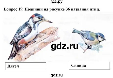 Проверочная по птицам 8 класс