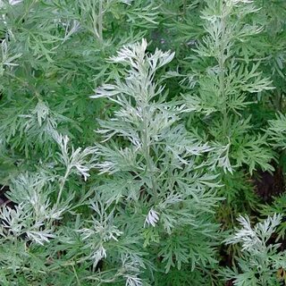 Wormwood перевод