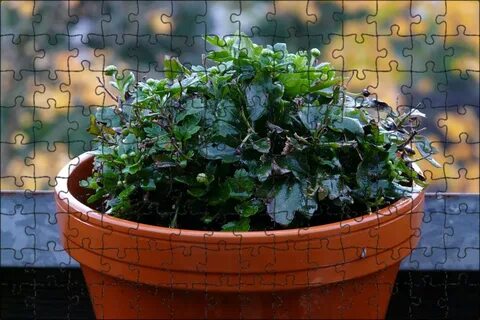 The plant wet