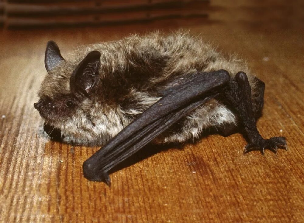 Ночница большая. Ночница брандта (myotis brandtii (eversmann, 1845)). ночница брандта myotis brandtii. летучая мышь прудовая ночница. ночница прудовая (myotis dasycneme).