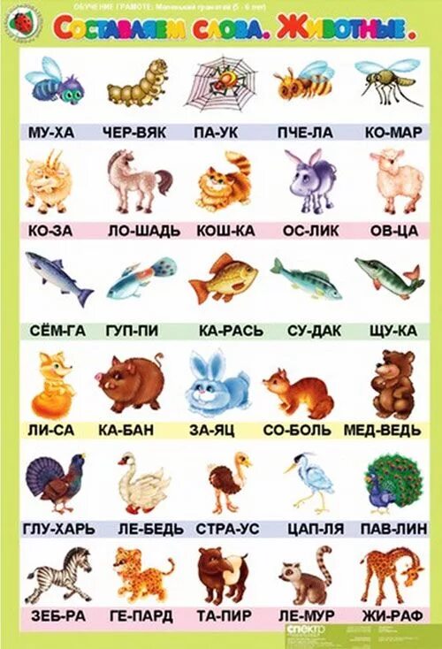 Название животного из 4 букв