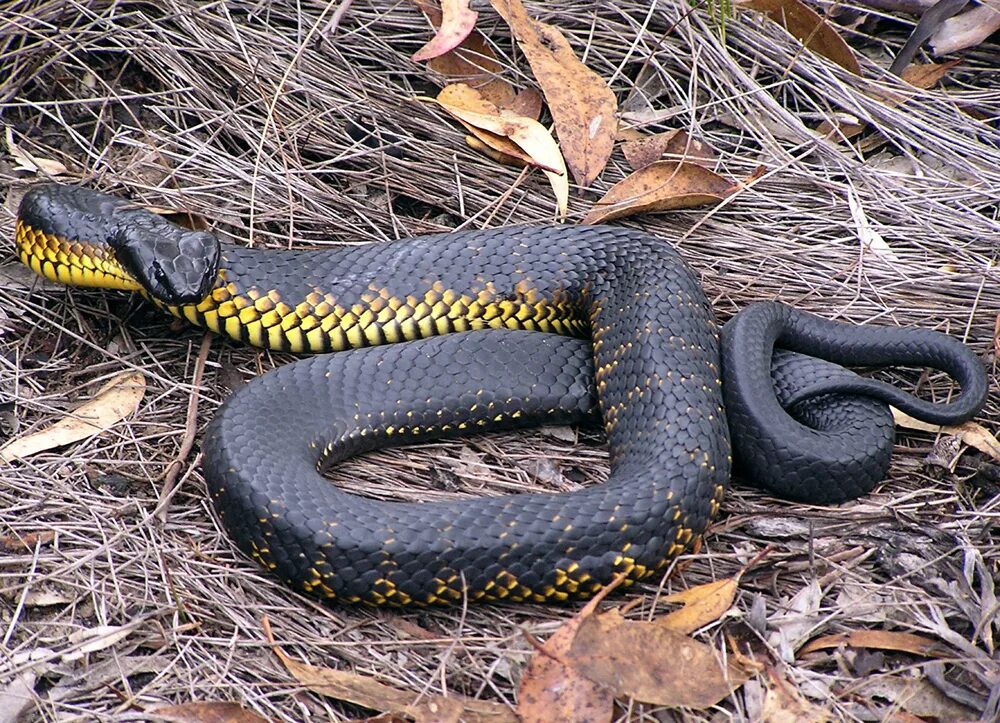 Змеи карелии. Гадюка Никольского (Vipera nikolskii). Гадюка в Карелии. Черная гадюка Карелия. Змеи Карелии гадюка.