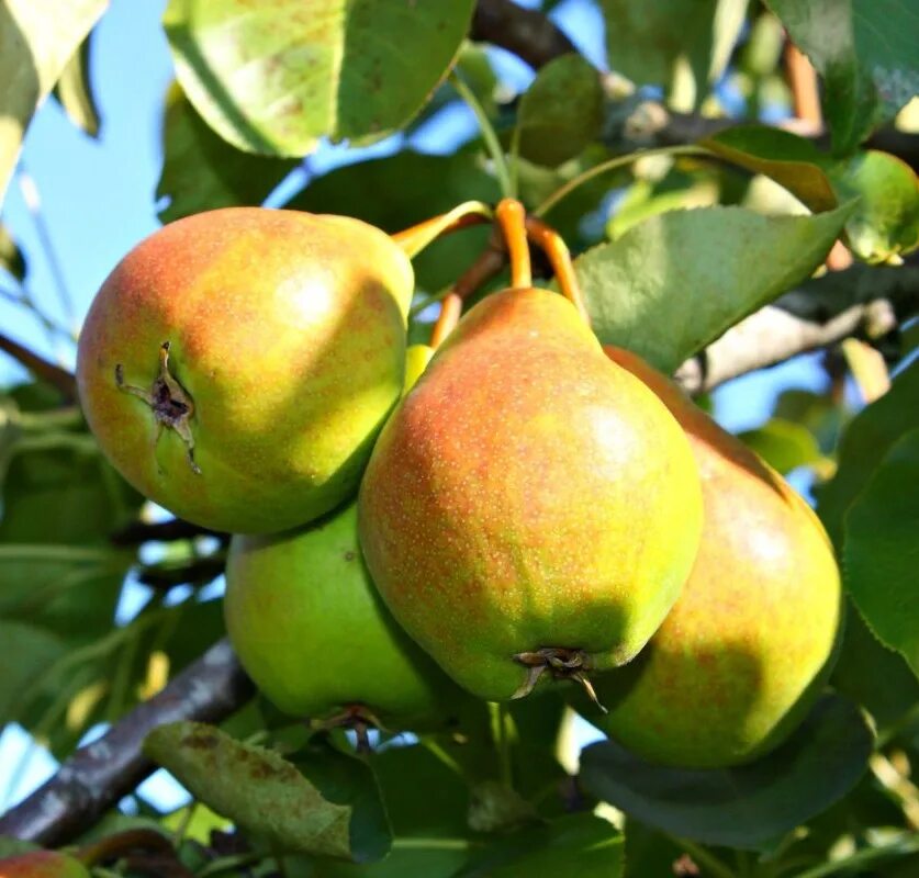 Груша тютчевская. Груша талица. Груша сорт талица. Груша талица. Груша сорт талица.
