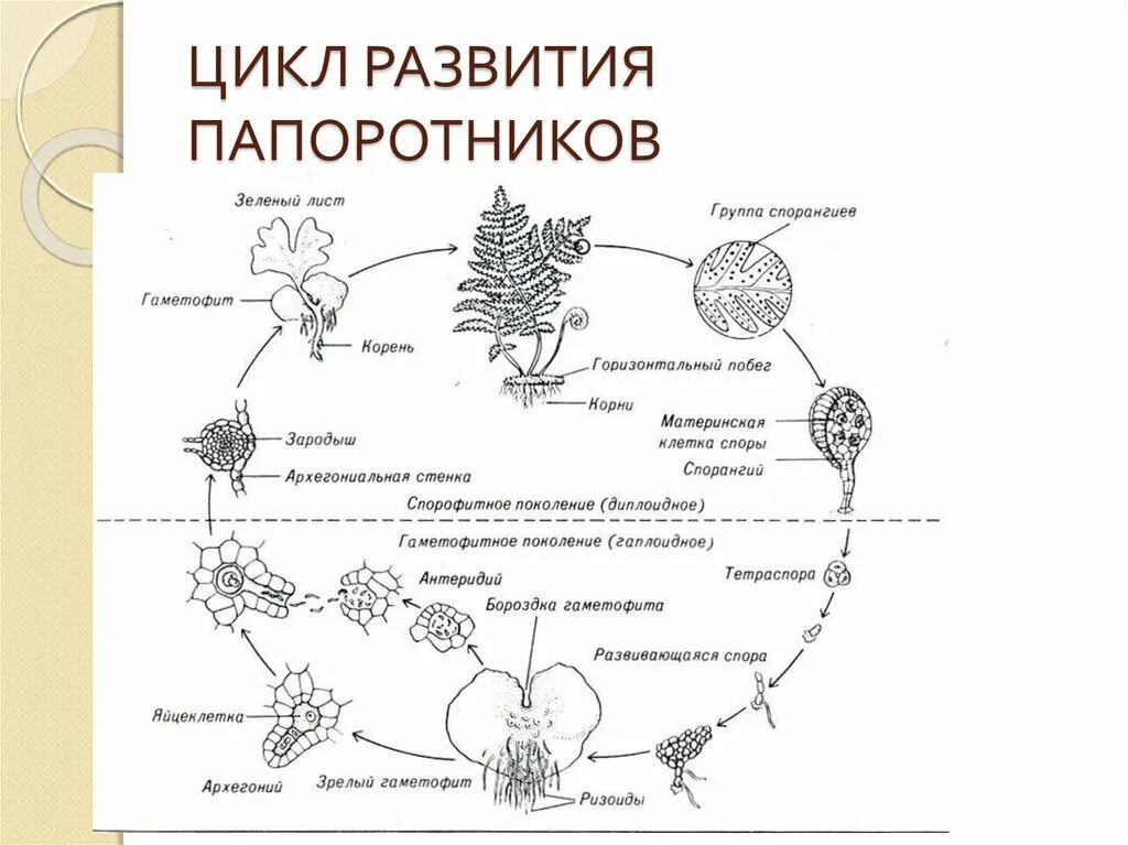 Жизненный цикл папоротникообразных схема. Жизненный цикл папоротника схема. Жизненный цикл равноспорового папоротника схема. Жизненный цикл щитовника мужского рисунок. Гаметофит развивается путем