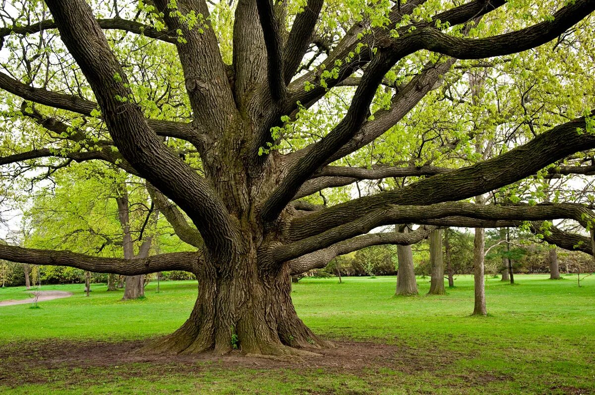 He tree
