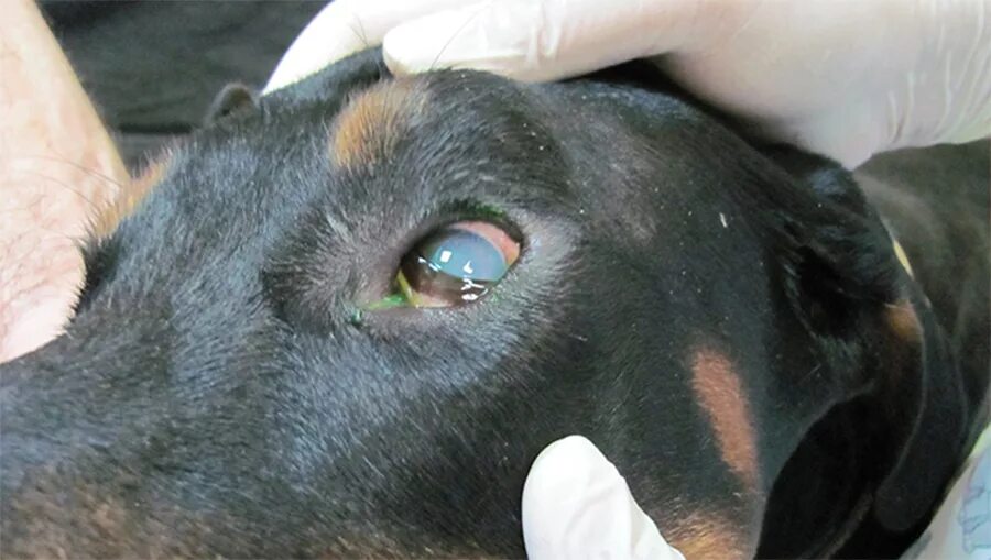 Пироплазмоз после лечения. Пироплазмоз (бабезиоз) у собак.