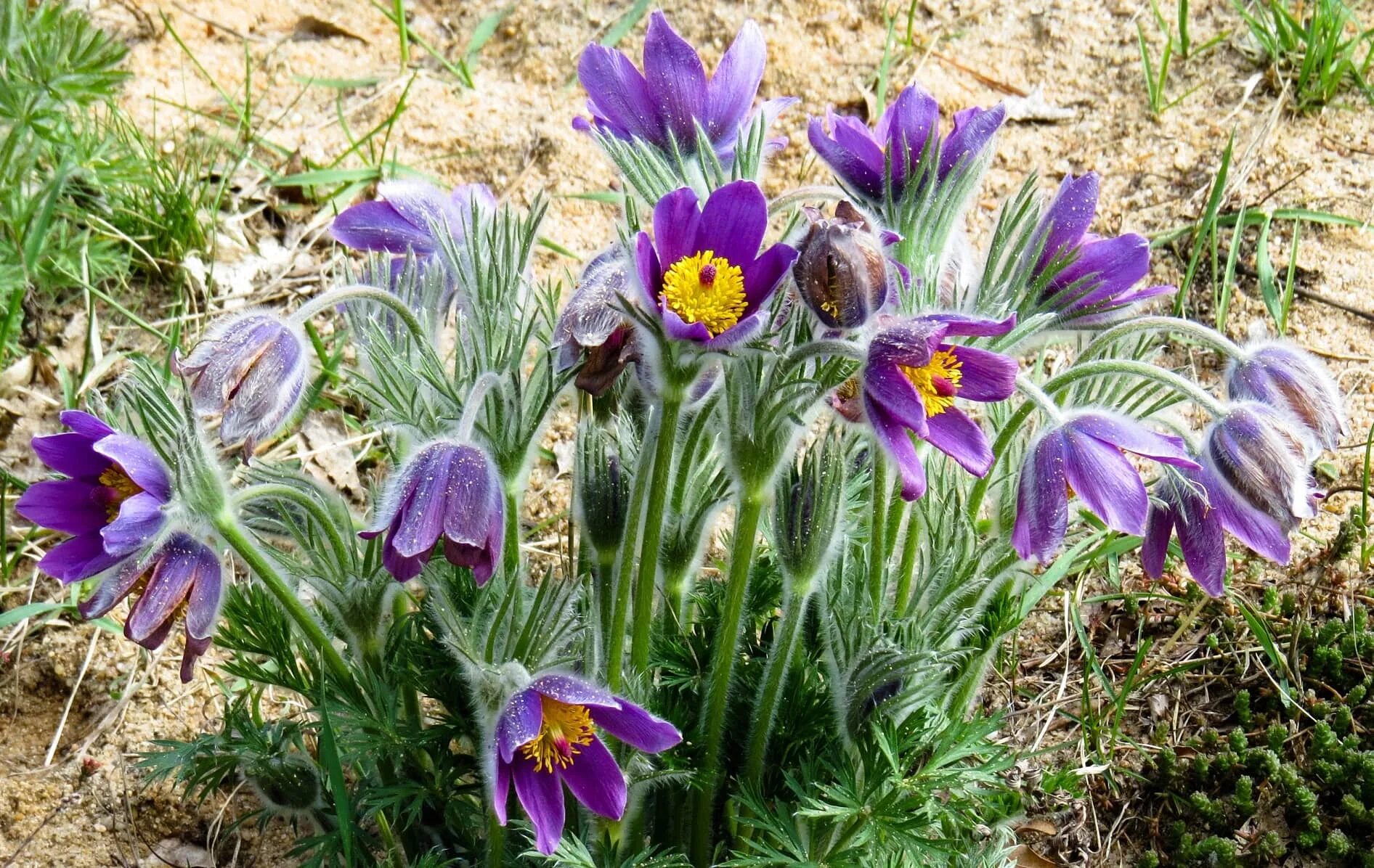 Пострел цветы. Прострел Луговой Pulsatilla pratensis. Прострел желтеющий (Сибирский Подснежник). Сон трава прострел обыкновенный. Прострел - сон трава.