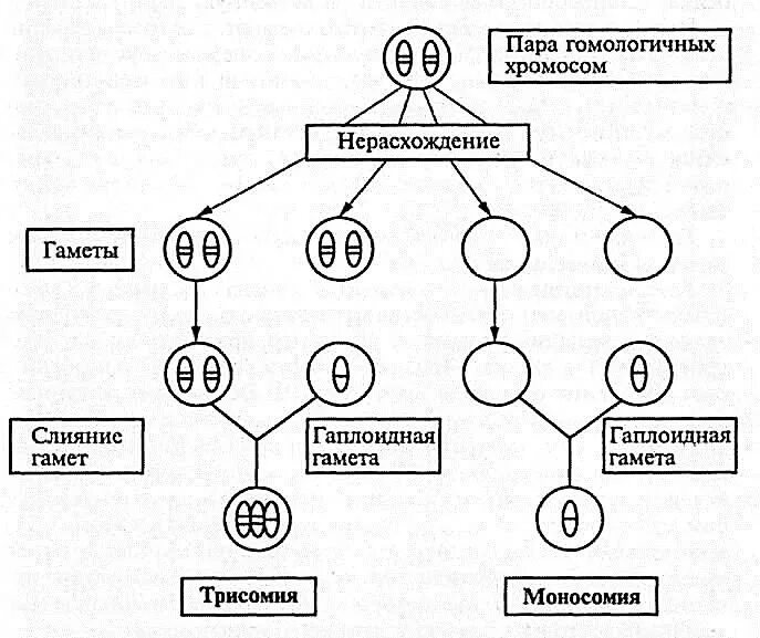 Сколько хромосом в гамете организма. Схема нерасхождения хромосом в гаметогенезе. Нерасхождение половых хромосом у человека. Трисомия 21 21 мейотическое нерасхождение. Нерасхождение хромосом в мейозе схема.