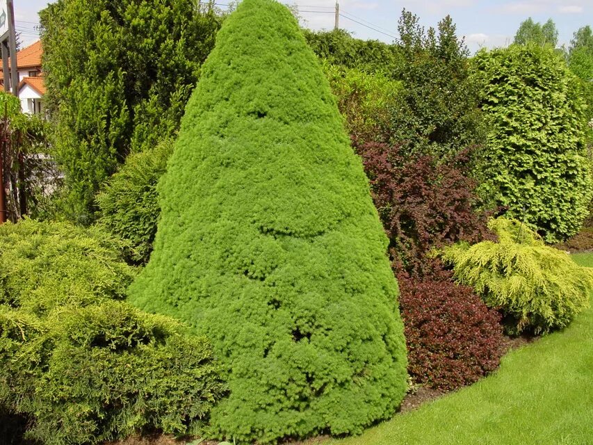 ель сизая/канадская conica. ель канадская коника. ель glauca conica. ель канадская коника. ель глаука коника.