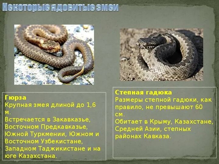 Что сделать с гадюкой. Ядовитые и не ядовитые змеи. Ядовитые змеи и их названия. Змеи фото и описание.