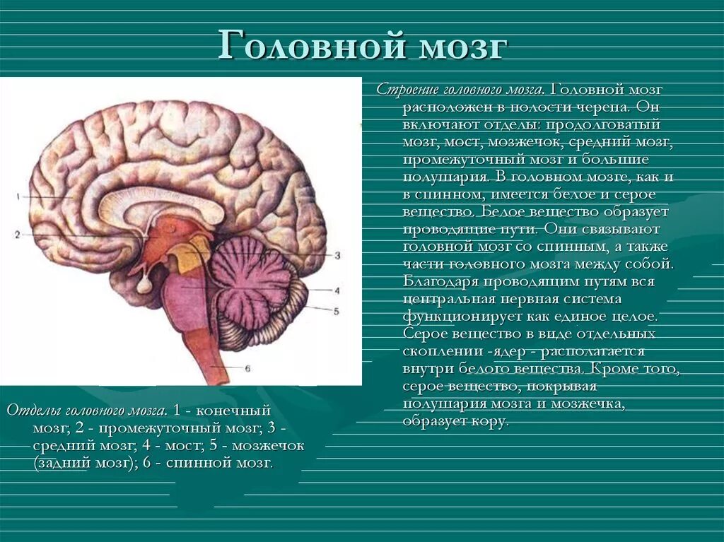 Головной мозг. Строение головного и спинного мозга. Опишите строение головного мозга. Спинной и головной мозг строение и функции. Какие функции выполняет головной мозг человека