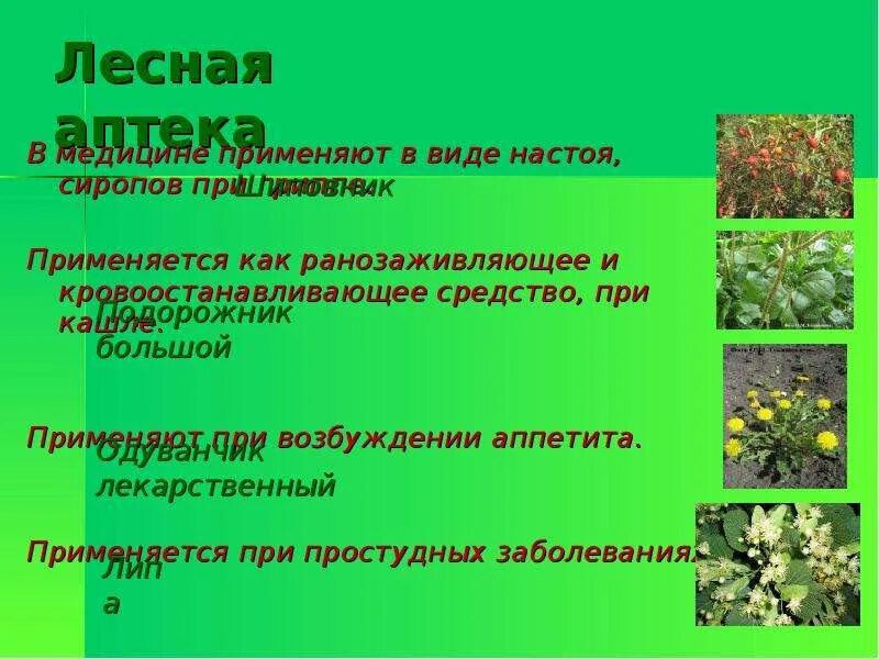 Лесная аптека презентация. Лесная аптека презентация. Презентация лесная аптека. Лесная аптека 2 класс. Лесная аптека для детей.