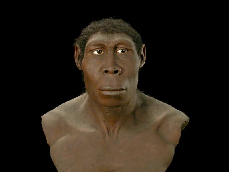 Человек прямоходящий homo Erectus. Архантропы (homo Erectus). Человек прямоходящий Африки homo Erectus. Вид человек прямоходящий